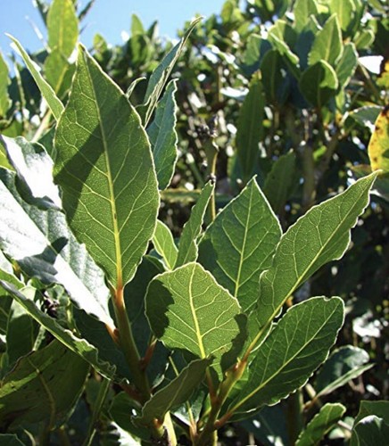 Sweet laurel bay tree - 5,