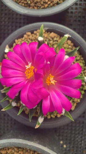 4pcs ariocarpus agavoides - 4pcs,