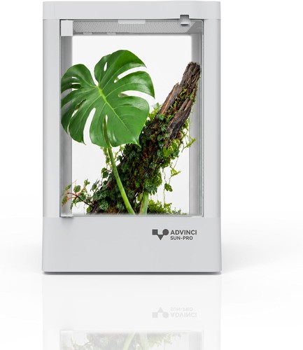 Reptile glass terrarium - reptile,
