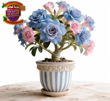 Desert Rose Bulbs for Planting