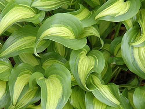 Hosta geisha pot grown - geisha,