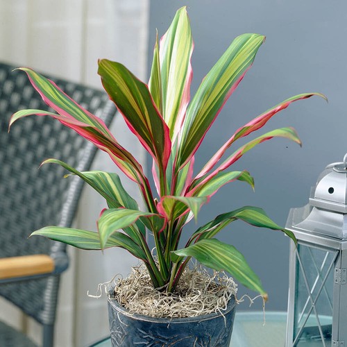 Indoor plant cordyline kiwi - plant,,