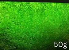 Guppy grass Najas guadalupensis aquarium stem plant 50 grams easy to grow