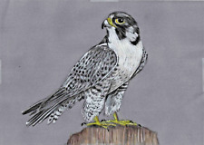 Original colour pencil drawing artwork Peregrine Falcon Bird of Prey GIFT