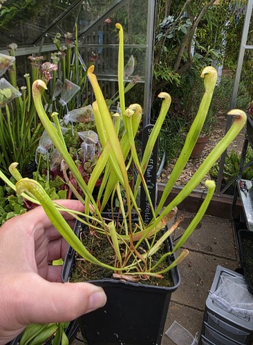 Sarracenia minor 4ft plant - minor,