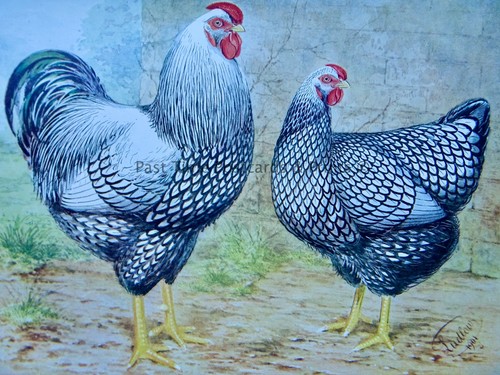C1904 antique poultry chicken - poultry,