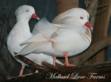 White Mandarin Duck Ultimate Package (Not hatching eggs)