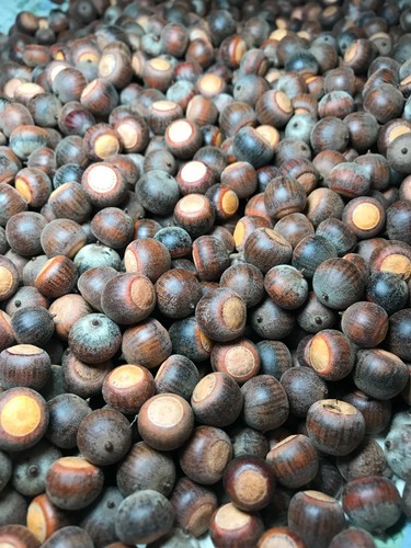 Lbs oak tree acorns seeds - 2,