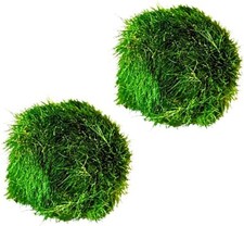 2X Large Marimo Moss Balls