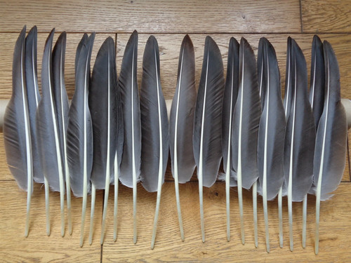 Grey goose wing quill - 20,