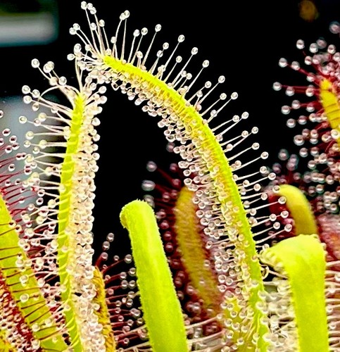 Drosera capensis all - all, green
