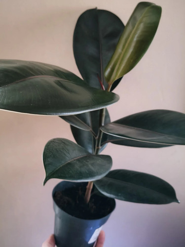 Ficus abidjan rubber plant - -,
