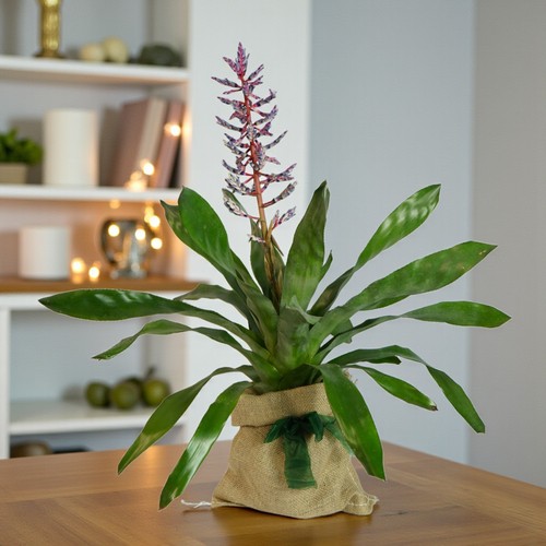 Aechmea blue rain gift wrapped - rain,