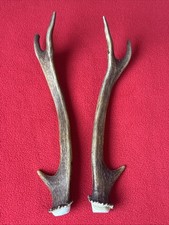 PAIR OF SIKA DEER ANTLERS 89g.   aprox. 20,5/21cm.