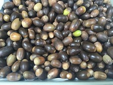 English Oak Acorn seeds 1.75 kg Approx 400 plus acorn seeds supplied.
