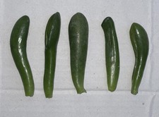 Crassula Gollum Money plant x5