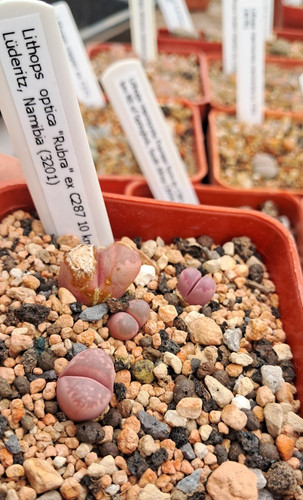 Lithops optica rubra ex c287 - lithops,