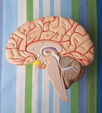 Anatomical Human Right Brain