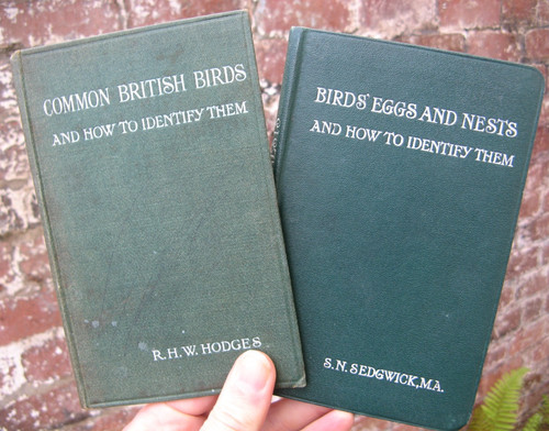 1916 common british birds - common,
