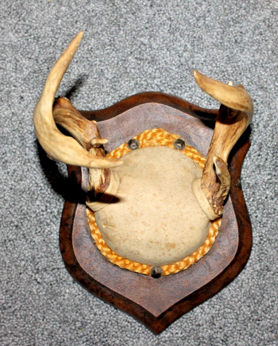 Vintage point whitetail deer - 6,