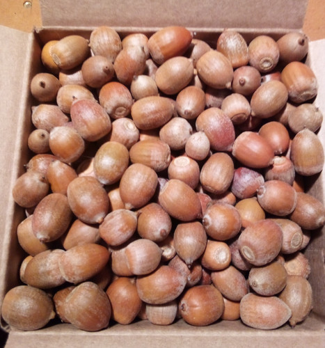 Pounds natural raw red - ,