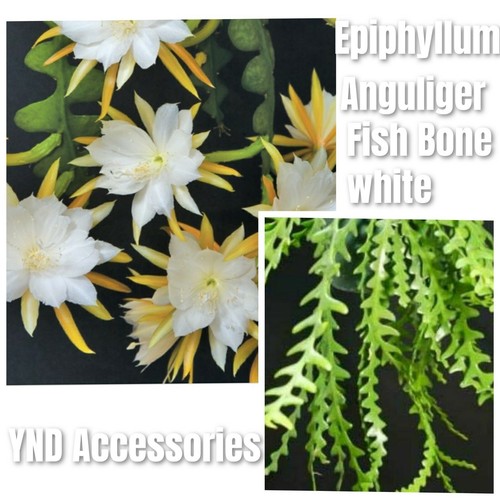 Rare epiphyllum anguliger - 1,