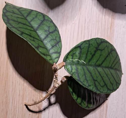 Hoya callistophylla wax - hoya,