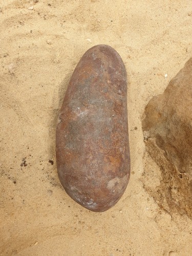 Fossil macroolithus - fossil,