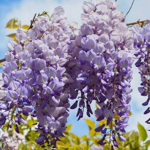 Wisteria prolific hardy - 'prolific',