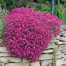 Red Aubrieta Audrey perennial