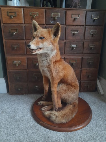 Unusual taxidermy fox hare - unusual,