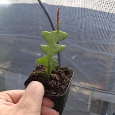 Epiphyllum Anguliger 'Fishbone Cactus' Zig Zag Rooted 1x Rooted Plant In Pot