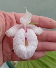 Garden orchid cypripedium - garden,