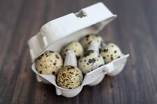 Henpac Quail 6-Egg Egg Boxes, Eco Friendly, also great for crafts and gifting