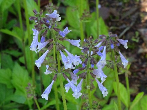 Lyreleaf sage salvia - lyreleaf, lyrata