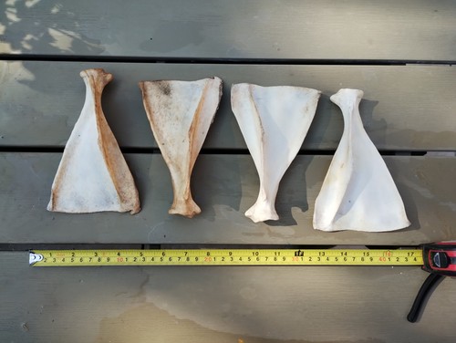 Fallow deer bones scapula - deer,