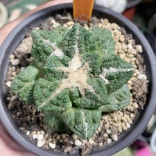 6CM Succulent Cactus Plant