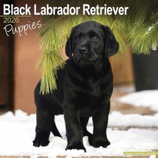 Black Labrador Retriever
