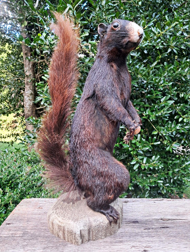Rare taxidermy black - rare,