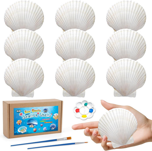 Pcs scallop shells - 10,