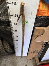 Blackthorn SHANK WALKING STICK