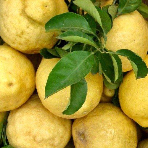 Citrus limon amalfi - limon, coast