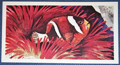 Clown fish giant sea anemone - clown,