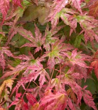 Japanese Maple, Acer palmatum