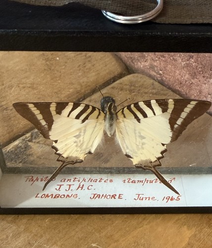 Vintage 1965 graphium - 1965,