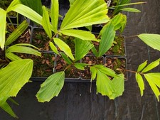 Arenga Micrantha - 11 cm Pot