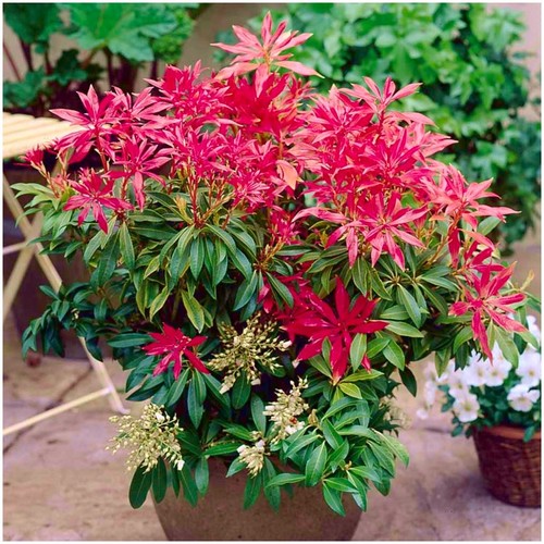 Pieris japonica forest flame - pieris, flame'