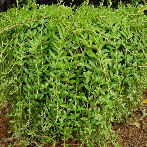 Sedum sarmentosum creeping - sedum,