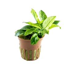 Anubias barteri var. nana