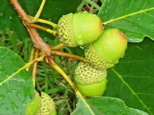 Chestnut oak acorns - chestnut,